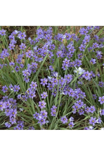 Синьоочка (Omphalodes verna) з небесно-блакитними квітами у весняному саду
